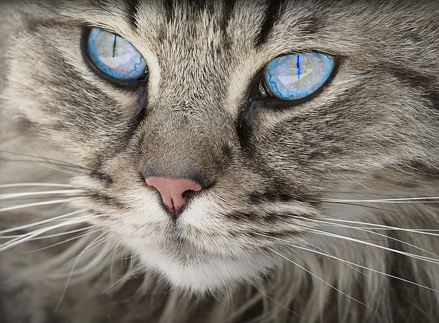 modré oči kočky